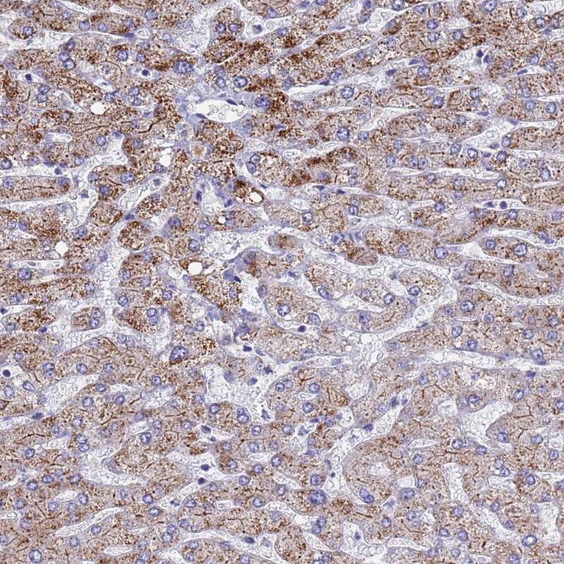 Anti-ATPAF1 Antibody