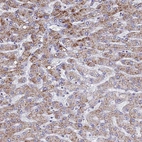Anti-ATPAF1 Antibody