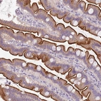 Immunohistochemical staining of human small intestine shows high expression.