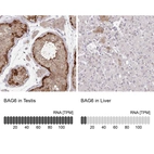 Anti-BAG6 Antibody
