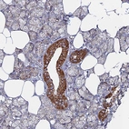 Immunohistochemical staining of human salivary gland shows strong positivity in mitochondria in ductal cells.