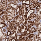 Immunohistochemical staining of human kidney shows moderate to strong positivity in mitochondria in cells in tubules.