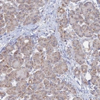 Immunohistochemical staining of human pancreas shows weak positivity in exocrine glandular cells as expected.