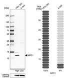 Western blot analysis in human cell lines HEK293 and A-549 using Anti-MPC1 antibody. Corresponding MPC1 RNA-seq data are presented for the same cell lines. Loading control: Anti-COX4I1.