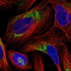 Immunofluorescent staining of human cell line U-2 OS shows localization to mitochondria.