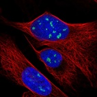 Immunofluorescent staining of human cell line U-2 OS shows localization to nucleoli fibrillar center.