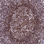 Immunohistochemical staining of human lymph node shows strong nuclear positivity in lymphoid cells.