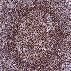 Immunohistochemical staining of human lymph node shows strong nuclear positivity in lymphoid cells.