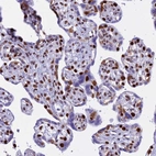 Immunohistochemical staining of human placenta shows strong nuclear positivity in trophoblastic cells.