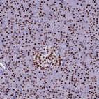 Immunohistochemical staining of human pancreas shows strong nuclear positivity.