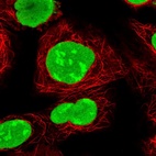 Immunofluorescent staining of human cell line HEK 293 shows localization to nucleus.