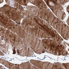 Anti-C5orf34 Antibody