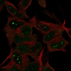 Immunofluorescent staining of human cell line SH-SY5Y shows localization to nuclear bodies.