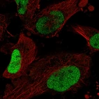 Immunofluorescent staining of human cell line U-251 MG shows localization to nucleoplasm.