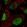 Anti-SOX2 Antibody