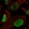 Anti-SOX2 Antibody