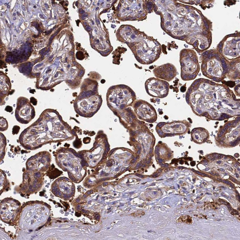 Anti-MOCS1 Antibody