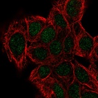 Immunofluorescent staining of human cell line Hep G2 shows localization to nucleus.