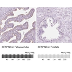Anti-CFAP126 Antibody