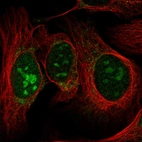 Immunofluorescent staining of human cell line U-2 OS shows localization to nucleoli & mitochondria.