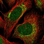 Immunofluorescent staining of human cell line U-2 OS shows localization to nucleus & mitochondria.