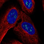 Immunofluorescent staining of human cell line U-2 OS shows localization to nucleoli fibrillar center.