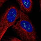 Immunofluorescent staining of human cell line U-2 OS shows localization to nucleoli fibrillar center.