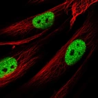 Immunofluorescent staining of human cell line BJ shows localization to nucleoplasm & nuclear bodies.