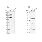 Anti-ARAF Antibody