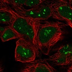 Immunofluorescent staining of human cell line HEK 293 shows localization to nucleus & nucleoli fibrillar center.