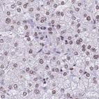 Immunohistochemical staining of human liver using Anti-HNRNPUL1 antibody HPA046290.