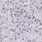 Anti-HNRNPUL1 Antibody