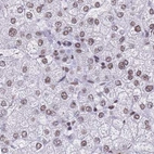 Immunohistochemical staining of human liver using Anti-HNRNPUL1 antibody HPA046290.