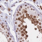 Immunohistochemical staining of human testis using Anti-HNRNPUL1 antibody HPA046290.
