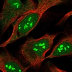 Immunofluorescent staining of human cell line U-2 OS shows localization to nucleus, nucleoli & cytosol.
