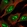 Anti-MOB2 Antibody