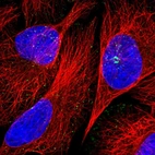 Immunofluorescent staining of human cell line U-2 OS shows localization to microtubule organizing center & vesicles.
