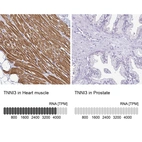Anti-TNNI3 Antibody