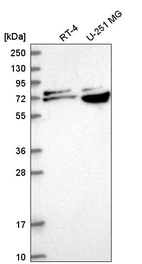 Anti-RPA1 Antibody