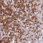 Immunohistochemical staining of human stomach shows strong cytoplasmic positivity in glandular cells.