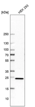 Western blot analysis in human cell line HEK 293.