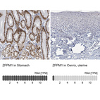 Anti-ZFPM1 Antibody