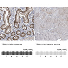 Anti-ZFPM1 Antibody