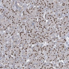 Immunohistochemical staining of human pancreas shows strong nuclear positivity in exocrine glandular cells.