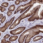 Anti-FBXW5 Antibody