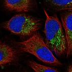 Immunofluorescent staining of human cell line U-2 OS shows localization to mitochondria.