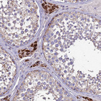 Immunohistochemical staining of human testis shows strong granular cytoplasmic positivity in Leydig cells.