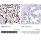 Anti-EBI3 Antibody