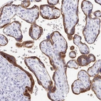 Immunohistochemical staining of human placenta shows strong cytoplasmic positivity in trophoblastic cells.