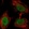 Anti-WASHC4 Antibody